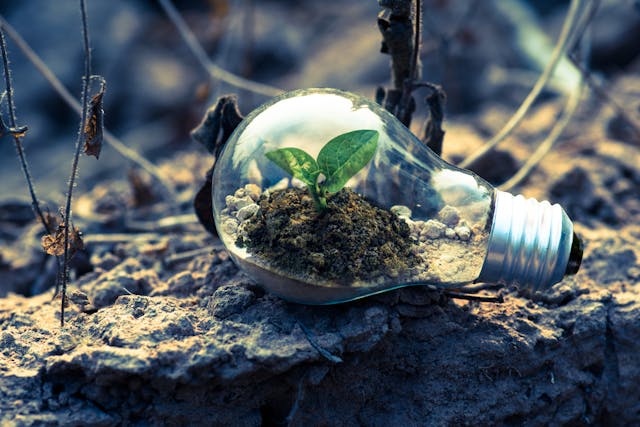 A bulb containing a bud